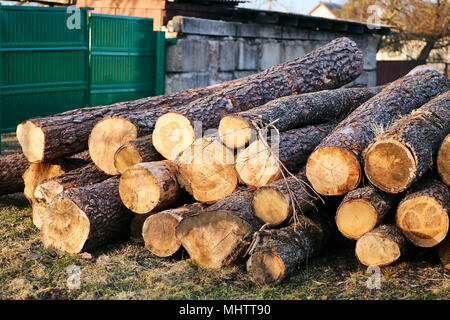 Haufen gesägt Baumstämme für die zukünftige Ernte für Brennholz Stockfoto