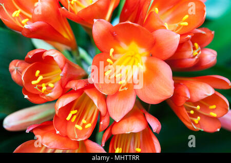 Red Camelia Blumen in die Butchart Gärten Stockfoto