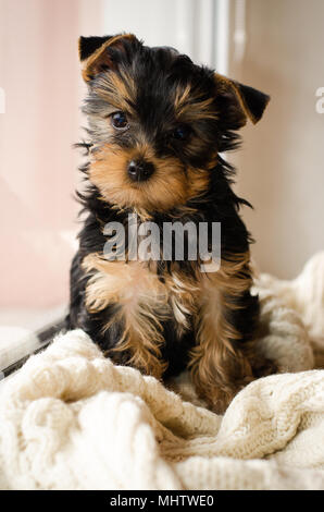 Yorkshire Terrier Welpen sitzen, 3 Monate alt, weiß gestrickte Decke isoliert Stockfoto