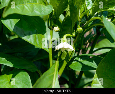 Blume bell pepper unter grünen Blättern in den Garten. Stockfoto