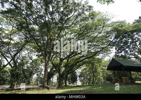 Ang Mo Kio Garten Osten Community Park, Singapur Stockfoto