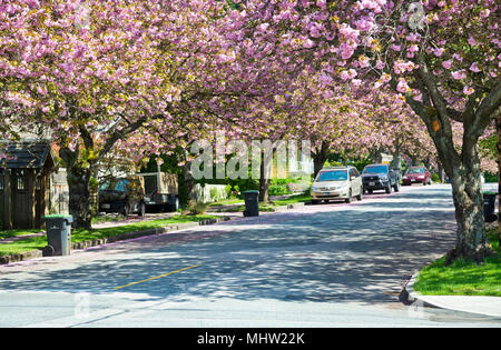 Mit Bäumen gesäumten Straße mit rosa Zierpflanzen Kirschblüten in New Westminster, BC, Kanada. Prunus serrulata Kanzan Cherry Blossom Bäume. (Metro Vancouver} Stockfoto