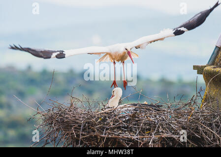 Stork Landung im Nest in der Stadt Trujillo, Cáceres, Spanien Stockfoto