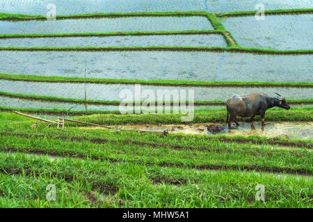 Schwarz buffalo Ruhe nach der Arbeit auf reis plantage. Ökologische Ernte in Bali. Stockfoto