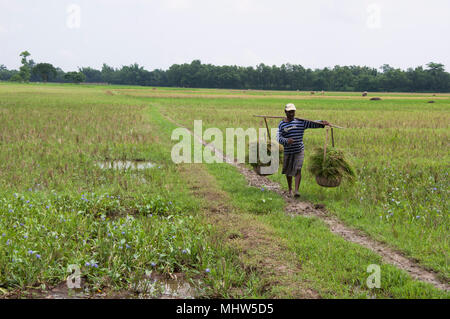 Schöne Bangladesch Stockfoto