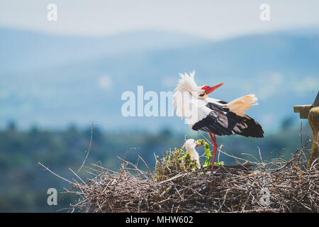 Stork Durchführung Werbungstanz im Nest in der Stadt Trujillo, Cáceres, Spanien Stockfoto