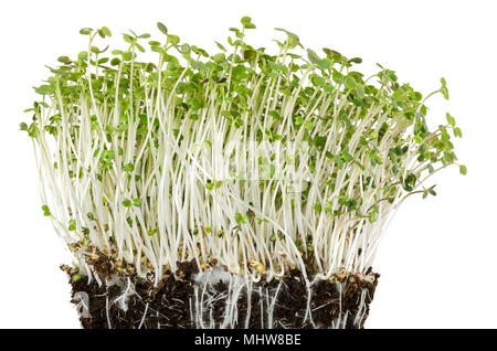 Weißer Senf Sämlinge in Topferde umsetzen mit feinen Wurzeln. Sprossen, Gemüse, microgreen. Triebe und keimblättern von Sinapis alba. Gelber Senf. Stockfoto