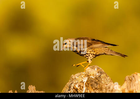 Soor (Turdus viscivorus) thront. Stockfoto