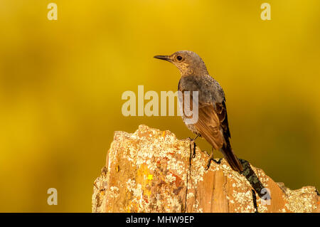 Blaumerle (Monticola solitarius) Weibliche thront. Stockfoto