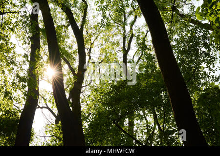 Die Sonne scheint durch die Äste und Blätter im Wald an einem klaren Tag Stockfoto