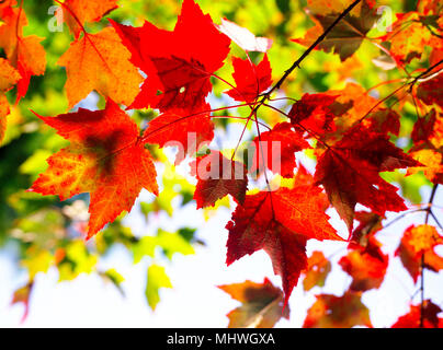 Ontario, Kanada, rote Ahornblätter Stockfoto