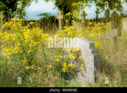 Alte Grabsteine in gelben Blumen auf einem schönen sonnigen Tag abgedeckt Stockfoto