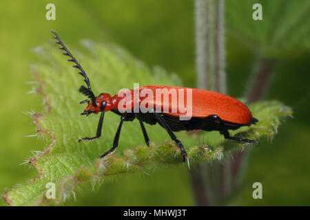 Rothaarige Kardinal Käfer (Pyrochroa serraticornis) ruht auf Nessel. Tipperary, Irland Stockfoto