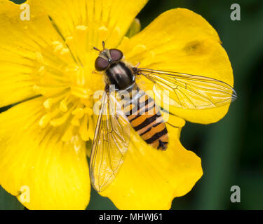 Marmalade Hoverfly (Episyrphus balteatus) auf einem Buttercup mit Flügeln öffnen thront. Tipperary, Irland Stockfoto