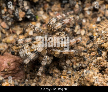 Wolf Spider (Arctosa perita) gut im Sandkasten Lebensraum getarnt. Tipperary, Irland Stockfoto