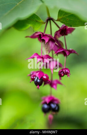 Beeren nach unten hängen an der hübschen Anlage Stockfoto