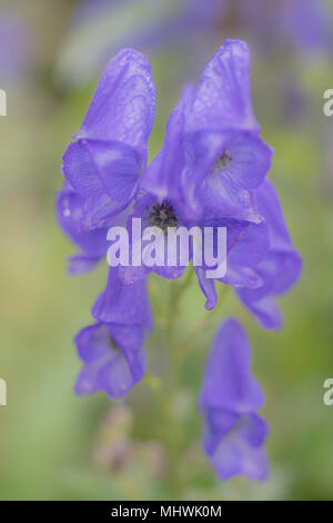 Ziemlich lila foxhglove, Soft Focus Makro Bild Stockfoto