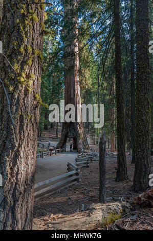 Kalifornien tunnel Baum, Mariposa Grove von Mammutbäumen, Yosemite National Park, CA, USA Stockfoto