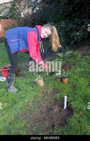 Jugendmädchen pflanzen Schneeglöckchen in der neuen Gemeinschaft Wildlife Garten Abingdon GROSSBRITANNIEN Stockfoto