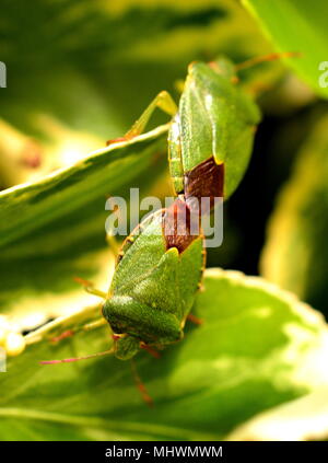 Grüne Schild Bugs Stockfoto