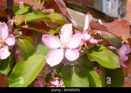 Malus Laura Crab Apple Blume Blüte Stockfoto