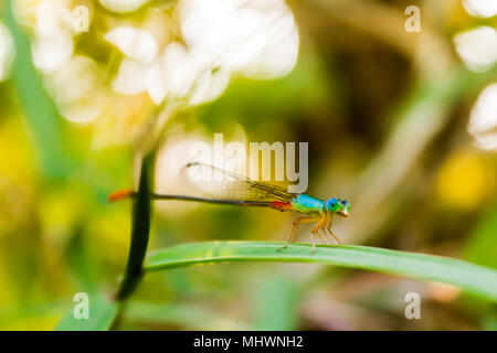 Libelle auf die Blätter des Grases in den Abend in Thailand Surat Thani Stockfoto