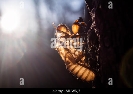 Zikade Larven an einem Abend Baum in Surat Thani Thailand Stockfoto