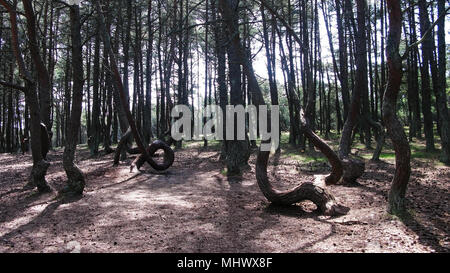 Tanzen Wald, Kurische Nehrung, Region Kaliningrad Russland Stockfoto