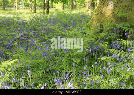 Englisch Bluebells im alten Wald von Dean Stockfoto