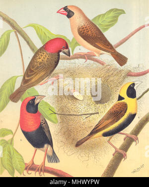 WEAVER VOGEL. Red-Faced, Oryx Grenadier, Beaked, Black-Bellied Blakston 1880 Napoleon. Stockfoto