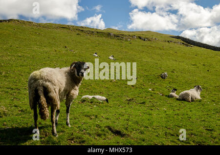 Schafe über der Stadt innerhalb der Yorkshire Dales im Norden von England. Stockfoto