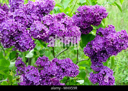 Syringa vulgaris Charles Joly Flieder Reichtum an Blumen Stockfoto