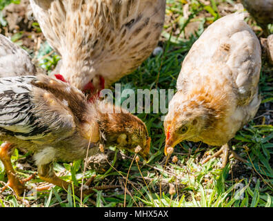 Inländische Hof Hühner, Easter Island, Chile. Frau Huhn mit Küken füttern auf dem Boden Stockfoto