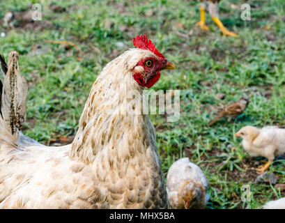 Inländische Hof Hühner, Easter Island, Chile. In der Nähe der weiblichen Huhn mit Küken Stockfoto