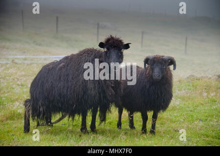 Zwei schwarze isländische Schafe im Nebel auf Sie schließen Stockfoto