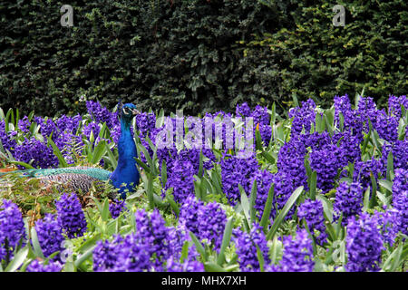 Strahlend blauen Pfau in einer Lila Blume Bett ruhenden, Männliche indische Pfau Stockfoto