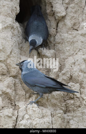 Die westlichen Dohle in der Nähe von Nest, Zentralasien Stockfoto