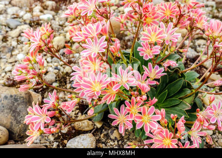 Lewisia Keimblatt in einem Rock Garden Stockfoto