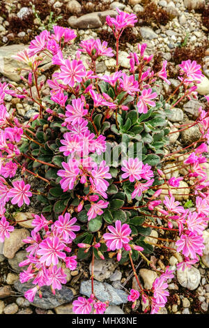 Lewisia Keimblatt in einem Rock Garden Stockfoto