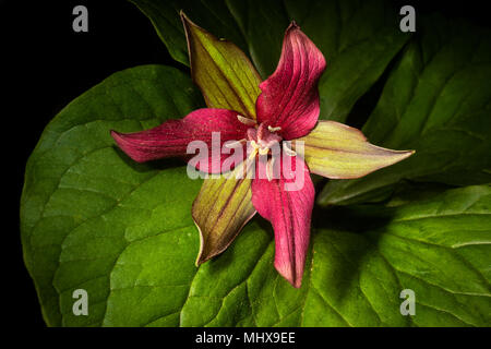 Eine rote trillium Blüte im Frühjahr. Stockfoto