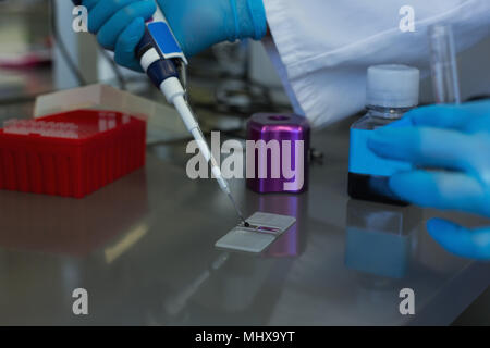 Pipettieren Wissenschaftler Lösung in die Glasscheibe Stockfoto