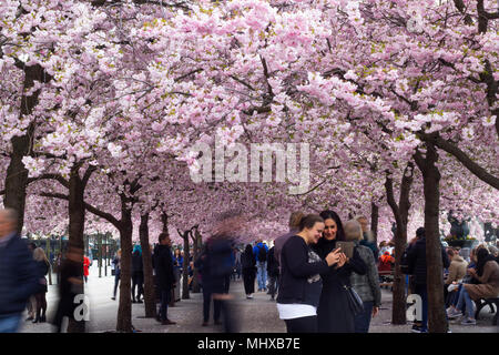 Stockholm/Schweden - 2. Mai 2018: Cherry Blossom Bäume im Kungstradgarden - "King's Garden'. Leute, die Bilder neben der neu Bloom Stockfoto