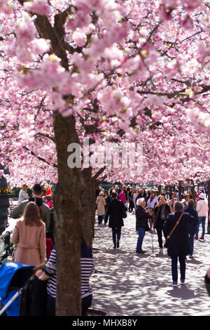 Stockholm/Schweden - 2. Mai 2018: Cherry Blossom Bäume im Kungstradgarden - "King's Garden'. Leute, die Bilder neben der neu Bloom Stockfoto