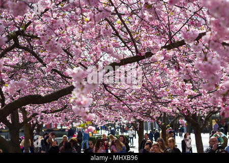 Stockholm/Schweden - 2. Mai 2018: Cherry Blossom Bäume im Kungstradgarden - "King's Garden'. Leute, die Bilder neben der neu Bloom Stockfoto