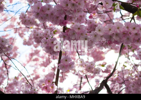 Stockholm/Schweden - 2. Mai 2018: Cherry Blossom Bäume im Kungstradgarden - "King's Garden'. Die neu blühenden sakura Bäumen, Frühjahr 2018. Stockfoto