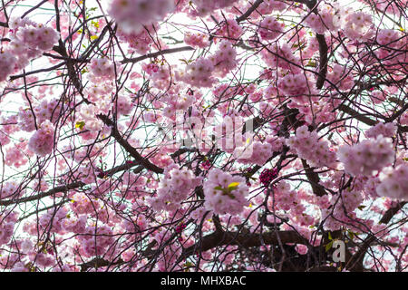 Stockholm/Schweden - 2. Mai 2018: Cherry Blossom Bäume im Kungstradgarden - "King's Garden'. Die neu blühenden sakura Bäumen, Frühjahr 2018. Stockfoto