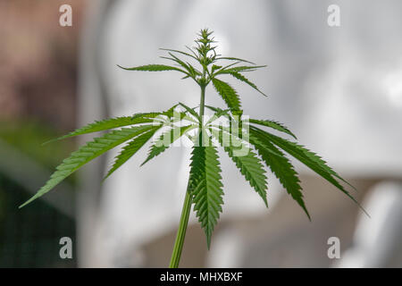 Rechtliche marjuana Anlage Nahaufnahme Detail Stockfoto