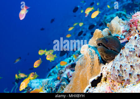 Aal mooray Betrachten Sie unter Wasser beim Tauchen Indonesien Stockfoto