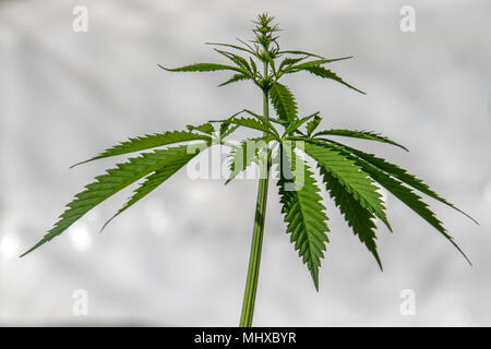 Rechtliche marjuana Anlage Nahaufnahme Detail Stockfoto