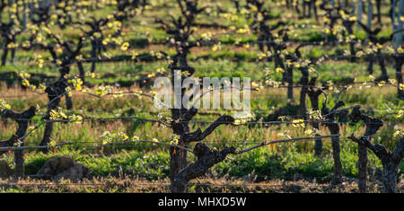 Neue Bugs und Blätter sprießen Anfang Frühling auf einem Trellised Rebe in Bordeaux Weinberg wächst Stockfoto